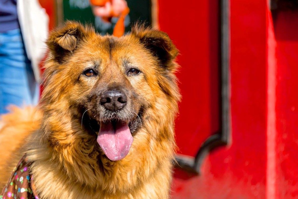 Adopt a Pet in Hong Kong: Goldie | Expat Living Hong Kong